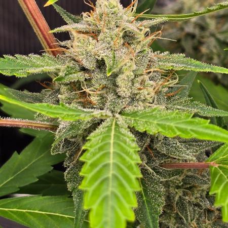Banana Guava Auto