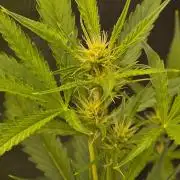 Banana Guava Auto