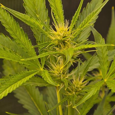 Banana Guava Auto