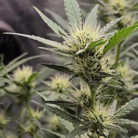 Cherry Cola Auto