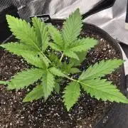Banana Guava Auto