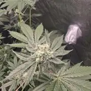 Blue Dream