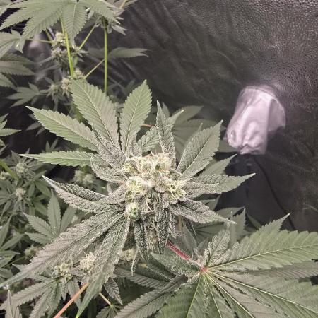 Blue Dream