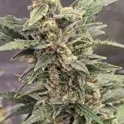 Gorilla Zkittlez auto