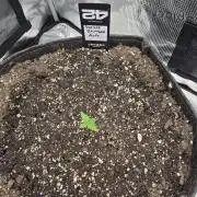 Gorilla Zkittlez auto