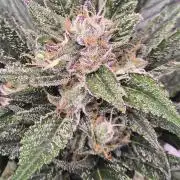 Strawberry Gorilla auto
