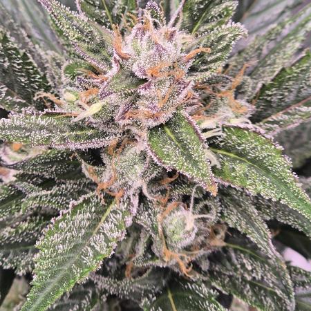 Strawberry Gorilla auto
