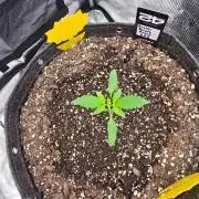 Banana Purple Punch RF3