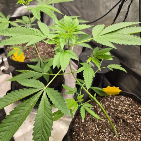 Garlic Budder