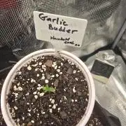 Garlic Budder