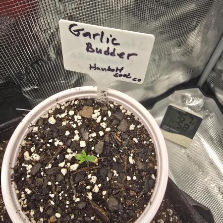 Garlic Budder