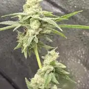 Insane OG