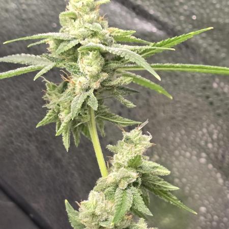 Insane OG