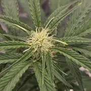 Pineapple Express Auto