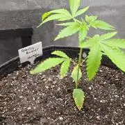 Garlic Budder
