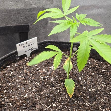 Garlic Budder