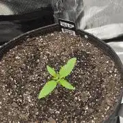 Banana Guava Auto