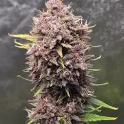 Gorilla Cookies + Frostbanger Autos