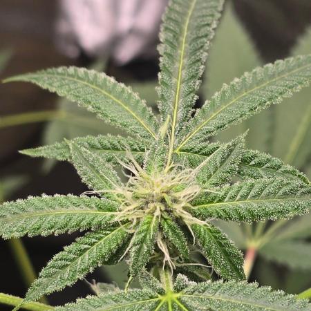 Garlic Budder
