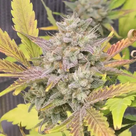 Banana Purple Punch auto