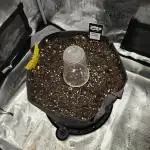 Pineapple Express Auto