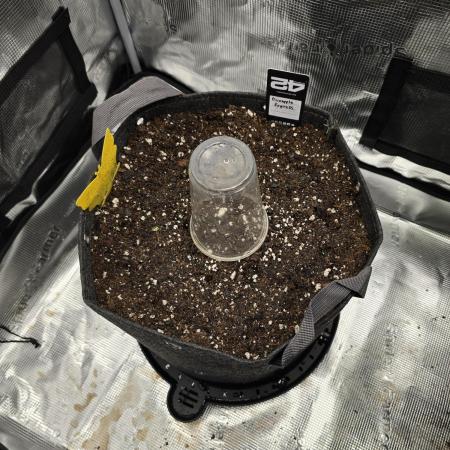 Pineapple Express Auto