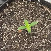 Strawberry Gorilla auto