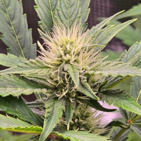 Banana Guava Auto