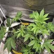 Blue Dream