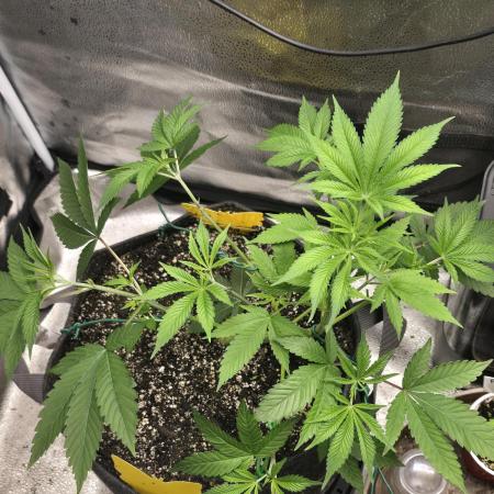 Blue Dream