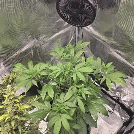 Strawberry Gorilla auto