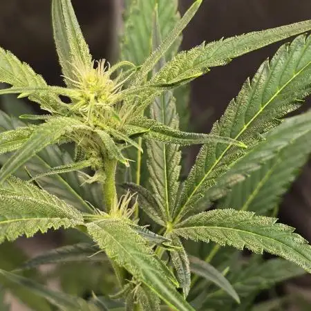 Gorilla Cookies + Frostbanger Autos