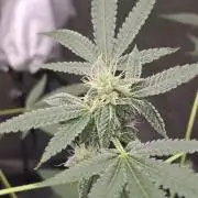 Garlic Budder