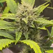 Banana Guava Auto