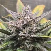 Strawberry Gorilla auto