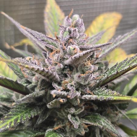 Strawberry Gorilla auto