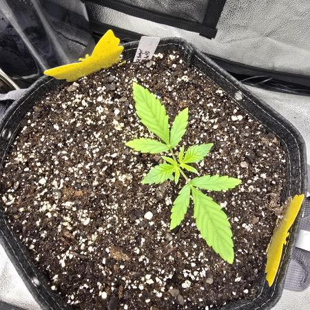 Gorilla Cookies + Frostbanger Autos