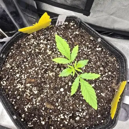 Gorilla Cookies + Frostbanger Autos
