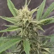 Pineapple Express Auto