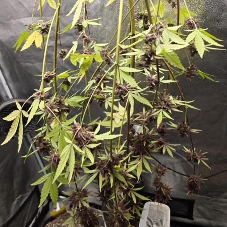 Gorilla Cookies + Frostbanger Autos