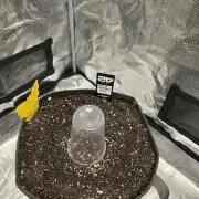 Gorilla Zkittlez auto