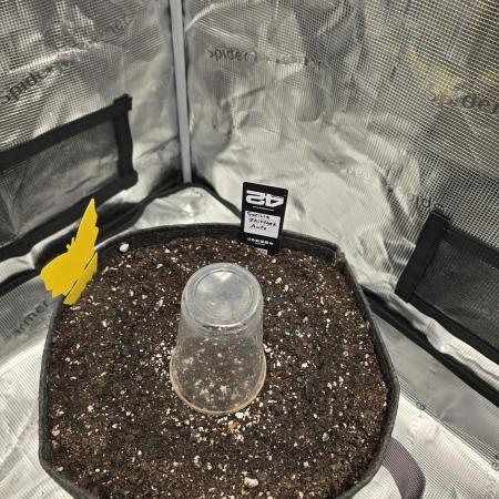 Gorilla Zkittlez auto