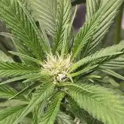 Strawberry Gorilla auto