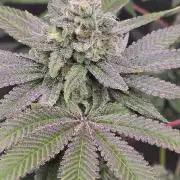 Blue Dream
