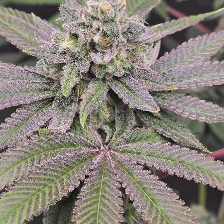 Blue Dream