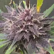 Gorilla Cookies + Frostbanger Autos