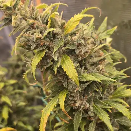 Gorilla Zkittlez auto