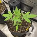 Gorilla Cookies + Frostbanger Autos