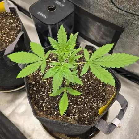 Gorilla Cookies + Frostbanger Autos