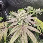 Blue Dream